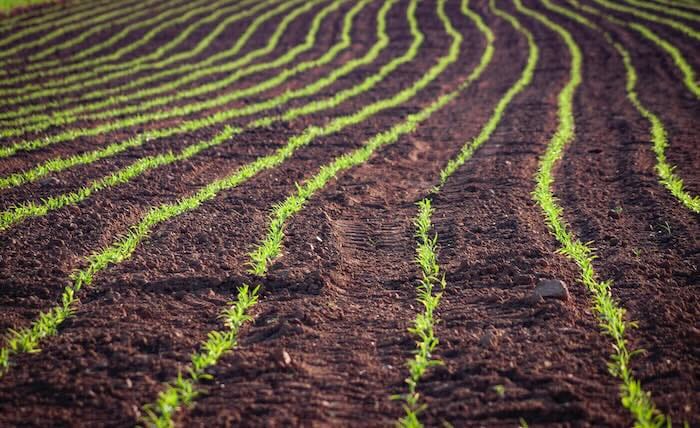 Fields of seedlings